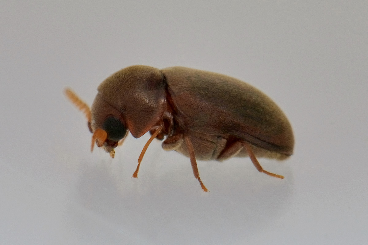 Anobiidae da id.:  Lasioderma serricorne